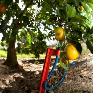 thumbnail for publication: Fertigation for Citrus Trees